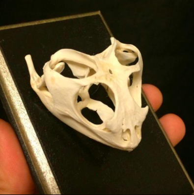 フトアゴヒゲトカゲ頭骨