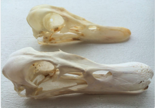 ヒドリガモ頭骨